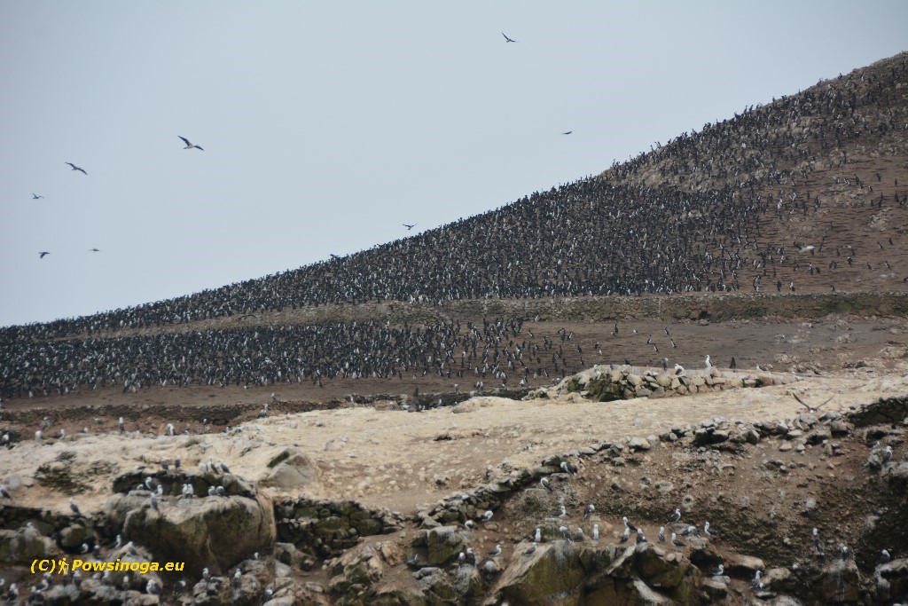 Tysiące ptaków na wyspach